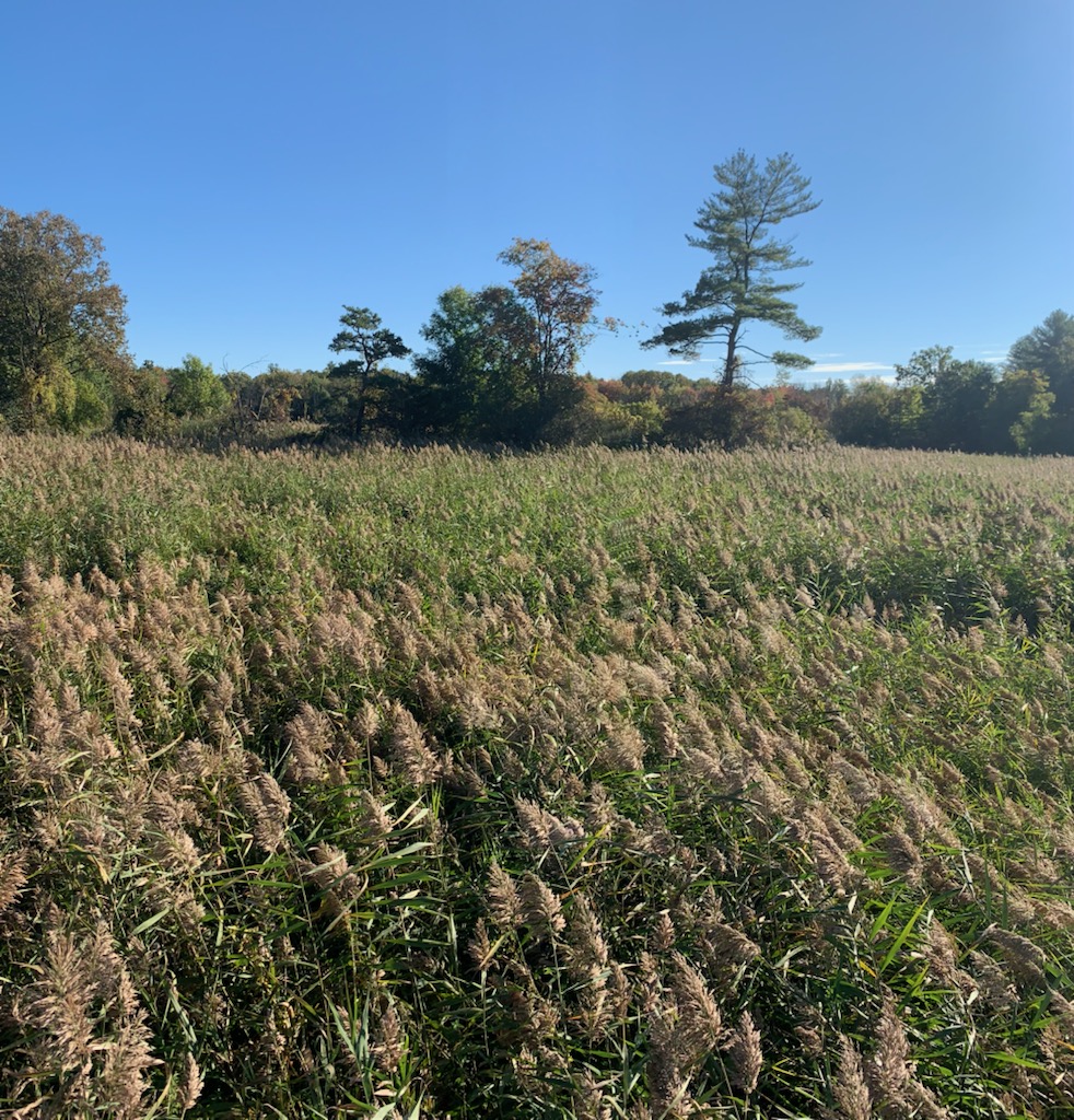 thepondandlake's tweet photo. Invasive phragmites removal at Coeymans Creek, NY.

#invasivephragmites #phragmitesaustralis #phragmitescommunis #wetlandmitigation #wetlandmanagement #invasivespeciesremoval #amphibious #phragmitescontrol https://t.co/BF8PNY6CsO