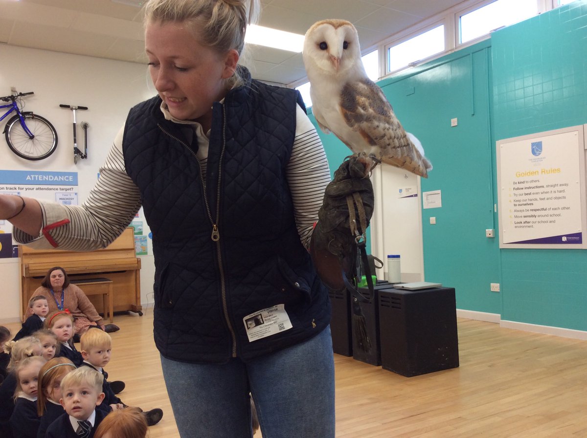 therookeries's tweet photo. EYFS had some special visitors from @KLfalconry. We learnt lots of interesting facts about Owls and other birds of prey 🦉 https://t.co/QiWebj0TwH