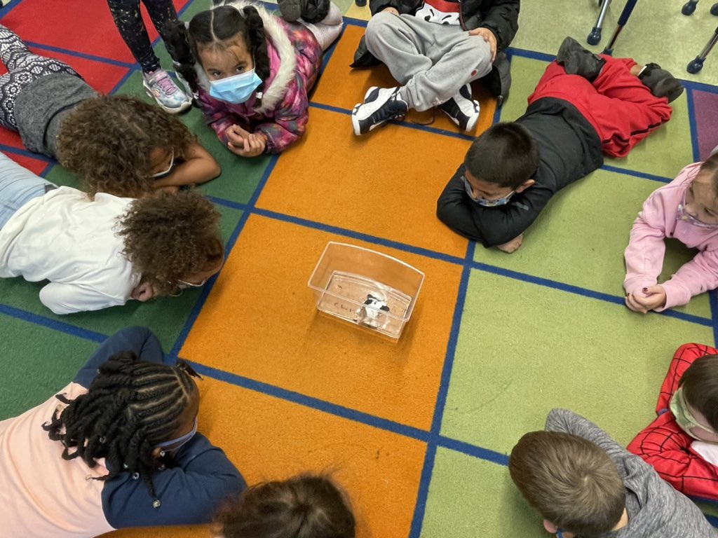 Terrapin feeding time! These PPES terrapin stewards are on the job! <a href="/AEchoEnvEdAACPS/">Arlington Echo Outdoor Education Center 🌳</a> <a href="/PtPleasantAACPS/">PtPleasantAACPS</a>