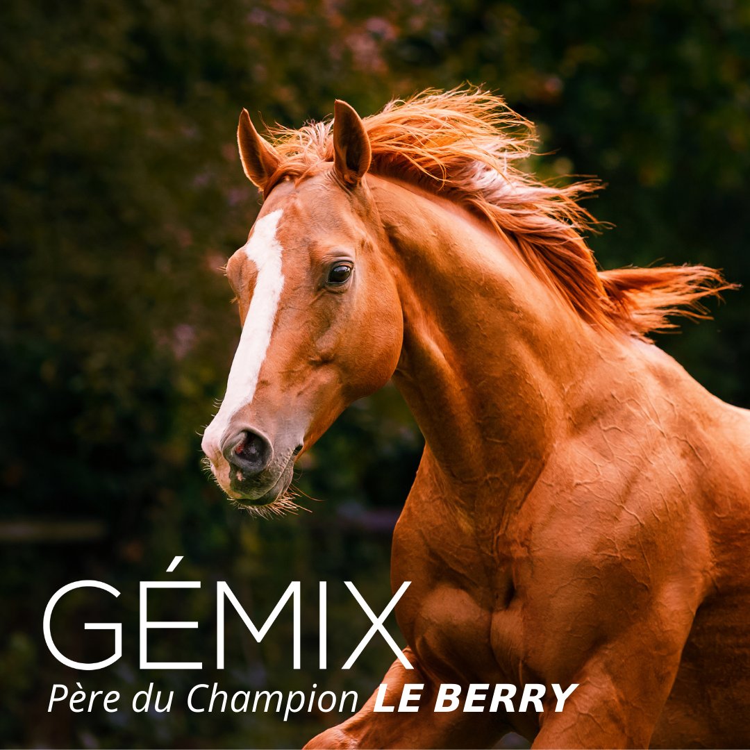 GemixSire's tweet photo. 𝙂𝙀𝙈𝙄𝙓
Sire of the Champion 𝗟𝗘 𝗕𝗘𝗥𝗥𝗬 - 6 Group wins including the 𝗚𝟭 Px Maurice Gillois at Auteuil
5YO: 1st Prix Heros XII 𝗚𝟯 &amp; Prix Ingré 𝗚𝟯
4YO: 1st Prix Maurice Gillois 𝗚𝟭, Prix Orcada 𝗚𝟯, Prix The Fellow 𝗚𝟯 &amp; Prix La Périchole 𝗚𝟯
3YO: 1st Px Finot (L) https://t.co/pOWexPv5mU