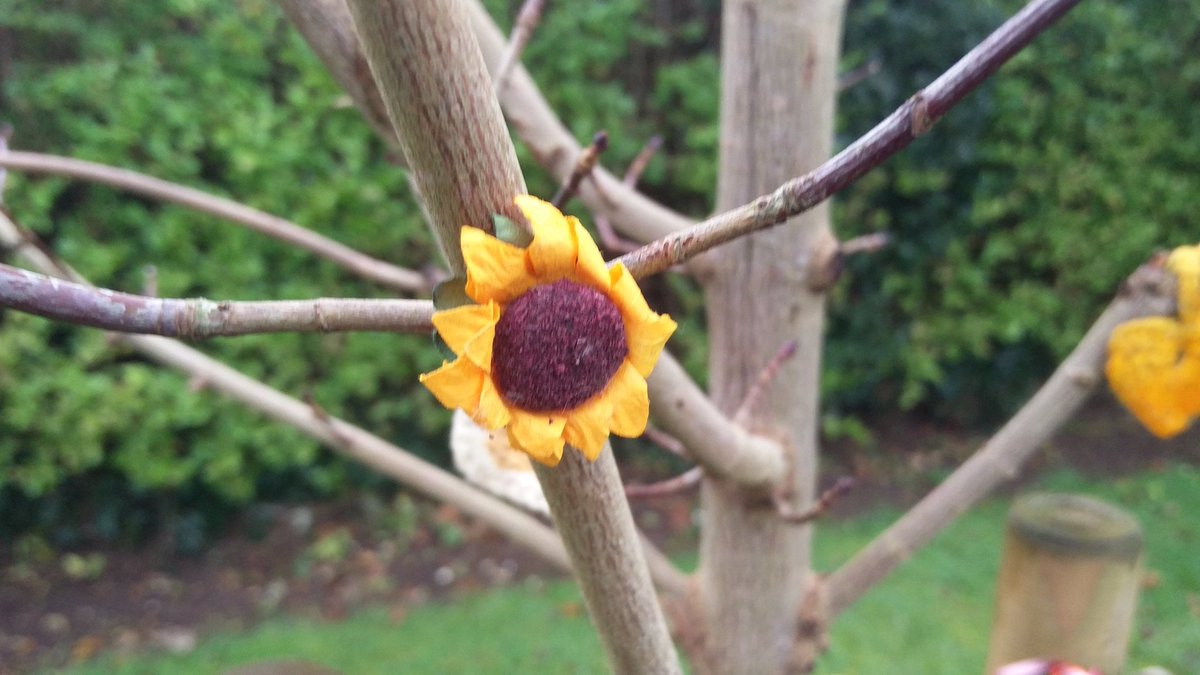 mummalarky's tweet photo. A little sunflower for Ben's tree @PassTheSmileOrg #BensTree https://t.co/0lLDwjPkYa
