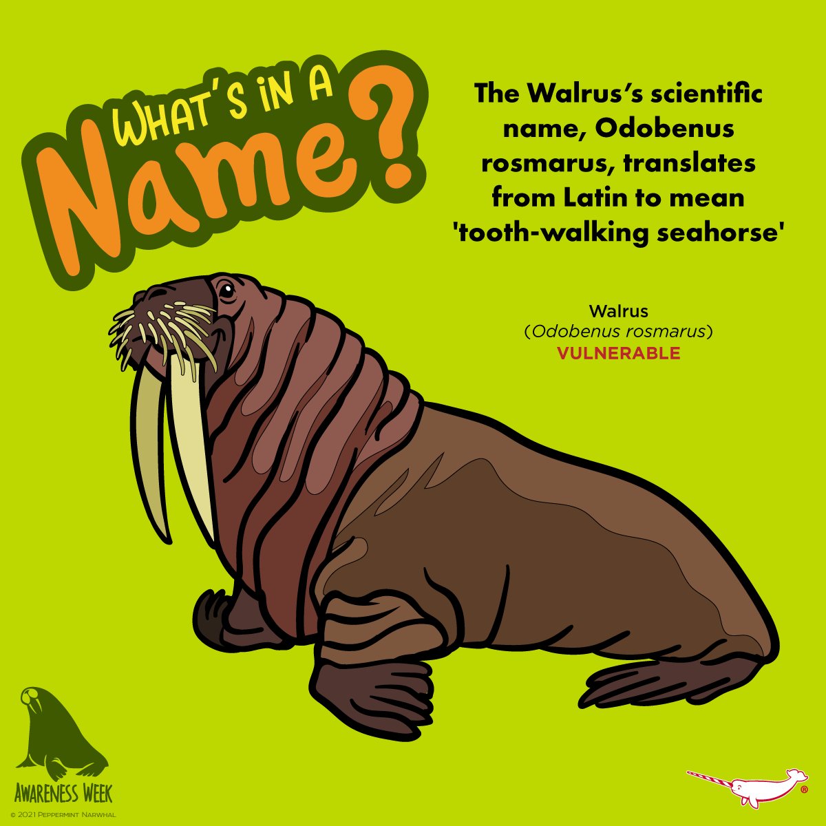 PepomintNarwhal's tweet photo. #WhatsInAName #Walrus #ToothWalkingSeahorse
2022 Calendar https://t.co/48budCETnr
#PeppermintNarwhal
Redbubble https://t.co/ISRfrTWwVu
TeePublic https://t.co/yNi4J9Tz7I
Zazzle https://t.co/NFmJJTiOHM
YouTube https://t.co/uKbf9WHgqP
#WalrusAwarenessWeek #Walrus #WalrusWeek https://t.co/JIlL615v7c