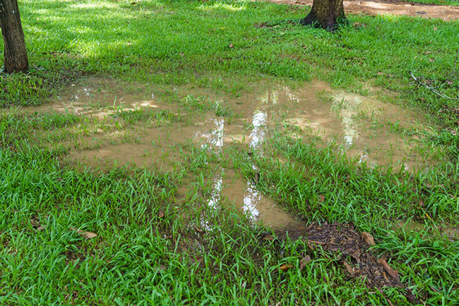 marionpumper's tweet photo. Subtle Signs You Have Drainage Problems https://t.co/fGc1tXXunl https://t.co/9c7b56tHHx