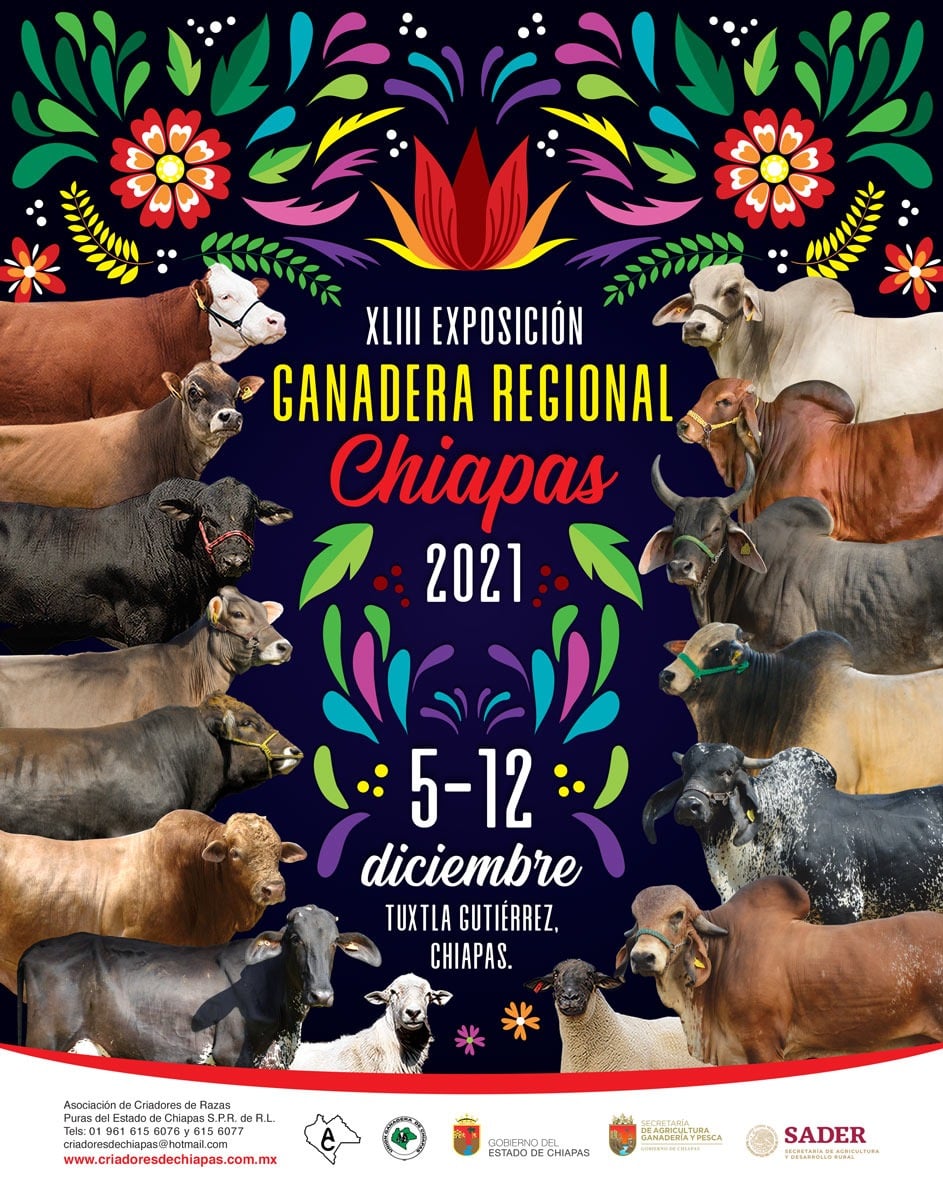 SimmentalSbMX's tweet photo. #AgendaGanadera #Chiapas
El viernes 10 de diciembre estarán nuestras Razas en su tiempo de ser calificadas en la XLIII Exposición Ganadera Regional Chiapas 2021 ¡acompáñanos!
.
#NadaNosDetiene #Simmental #Simbrah #HistoriaSimmental #OrgulloGanadero https://t.co/3RZIQJkQoe