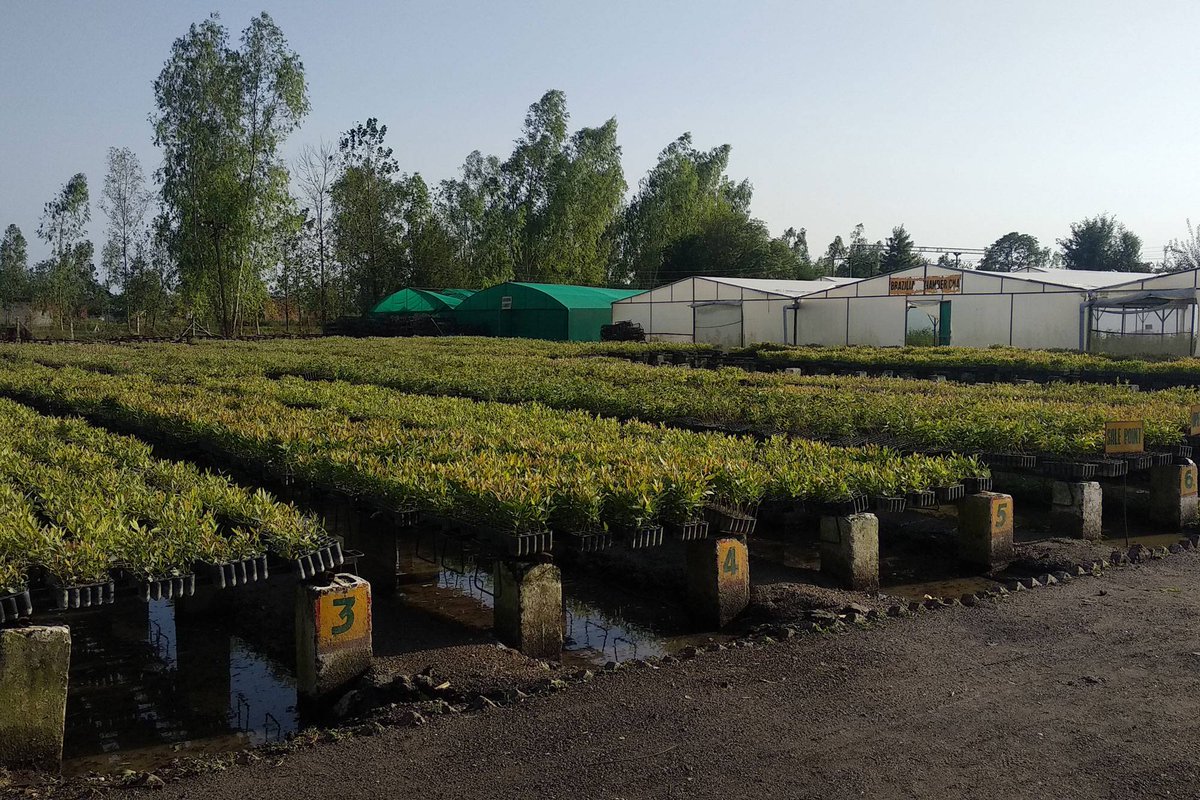 NCCF is developing Certification Standard for Quality Planting Material to promote healthy cultivation practices of ToF &amp; on government lands via distribution of QPM certified nurseries. Zero Draft Standard opens for 60 days public consultation Dec 06,2021 bit.ly/31AqTUZ
