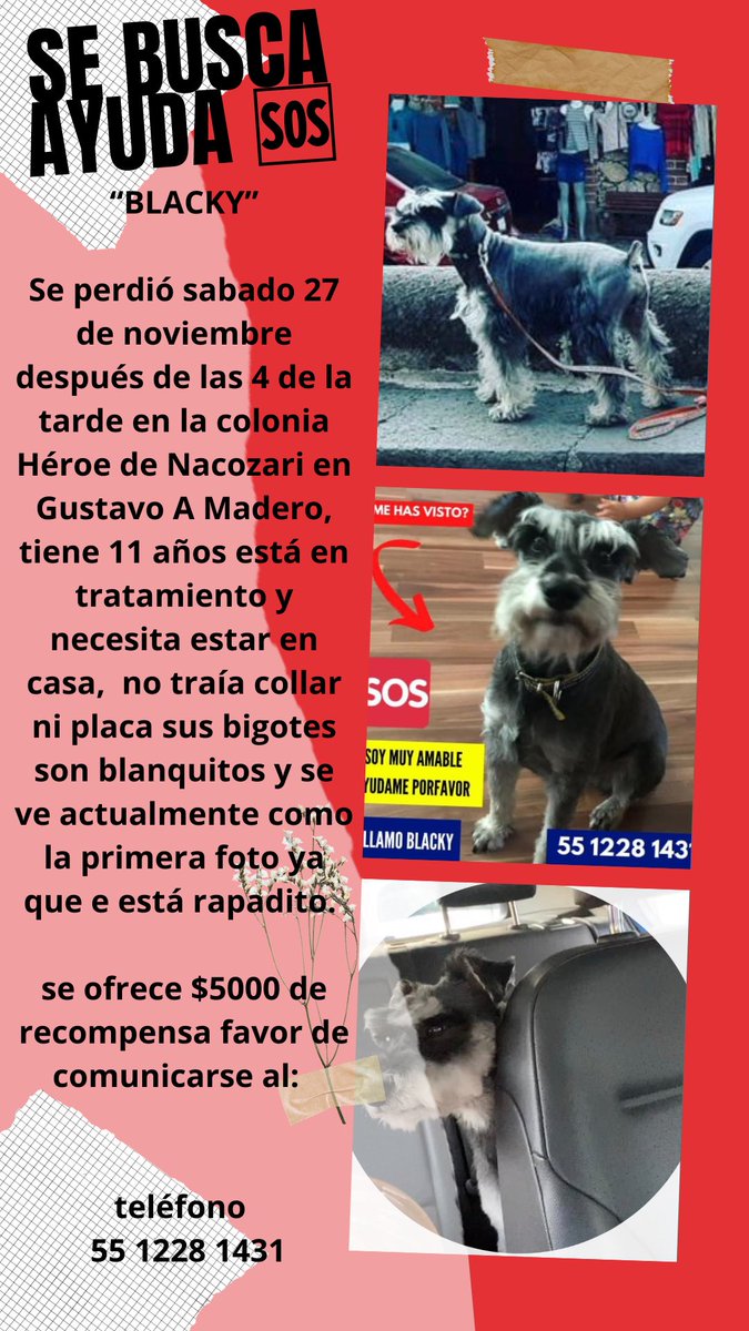 claustrenuous's tweet photo. Ayuda 🆘 se perdió blacky @PetAtelierMx @lawera33 @RescateAnimal @HuesitosDF @por_perros @lawera33 @DefensaAnimal @PerdiMiMascota @rescatamx @mascotasdifunde @milagroscaninos @AdoptaCDMX @diana_dfc @PerdiDogsCDMX @patriciaanya1 @FundacionTomy @Extraviados_ddf @Extraviados_ddf https://t.co/YcJJhTCETv
