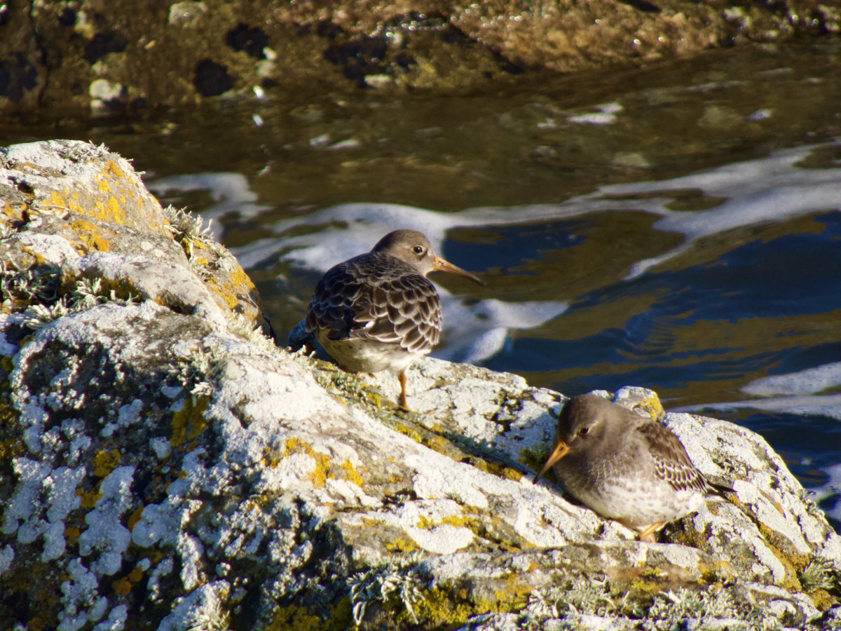 #PurpleSandpiper #RedConservationStatus #Sandpipers #TwitterNatureCommunity ⁦@BWIFingal⁩ #birds #waders #shorebirds #birdwatching #birdwatchireland #Skerries #Fingal #lovefingaldublin