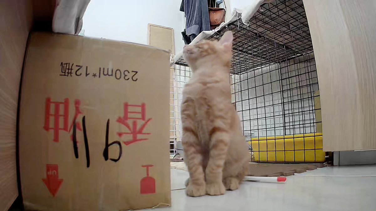 숨길 수 없는 귀여움🧡🎁

#길고양이 #고양이 #로우쏭