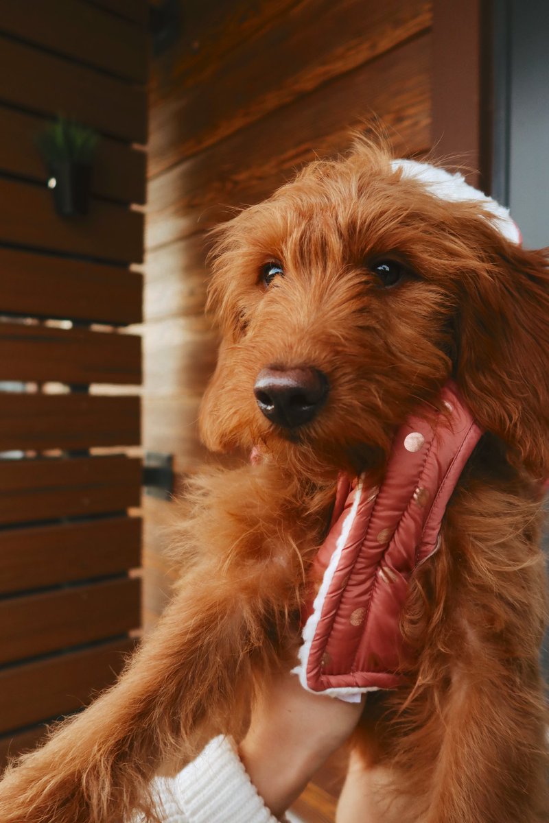 cass spinelli tweet media