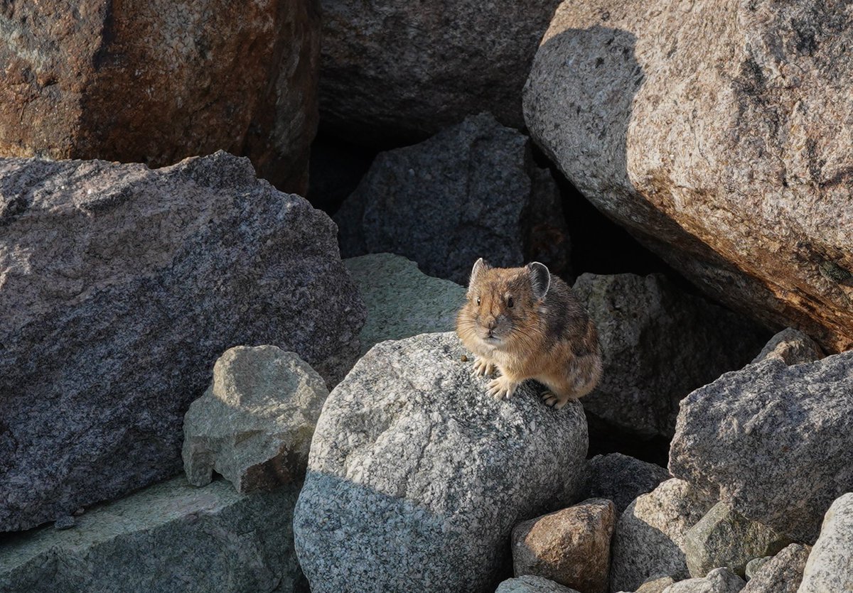 dudney_joan's tweet photo. Are you a watch 1) the lake sunrise or 2) a cute pika kinda person? https://t.co/Nak74xfg82