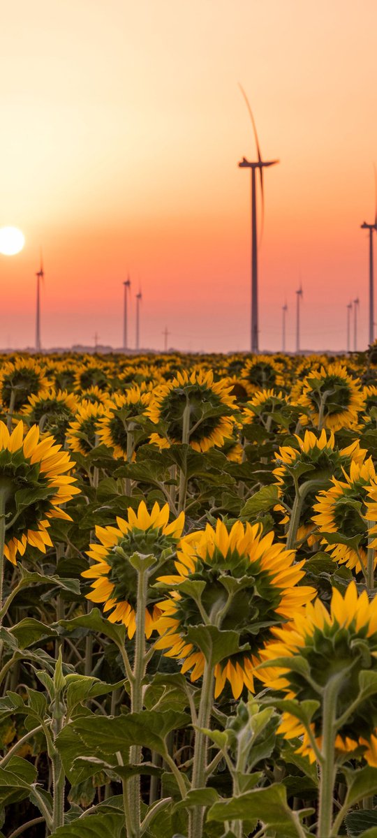 debandi_marcos's tweet image. 