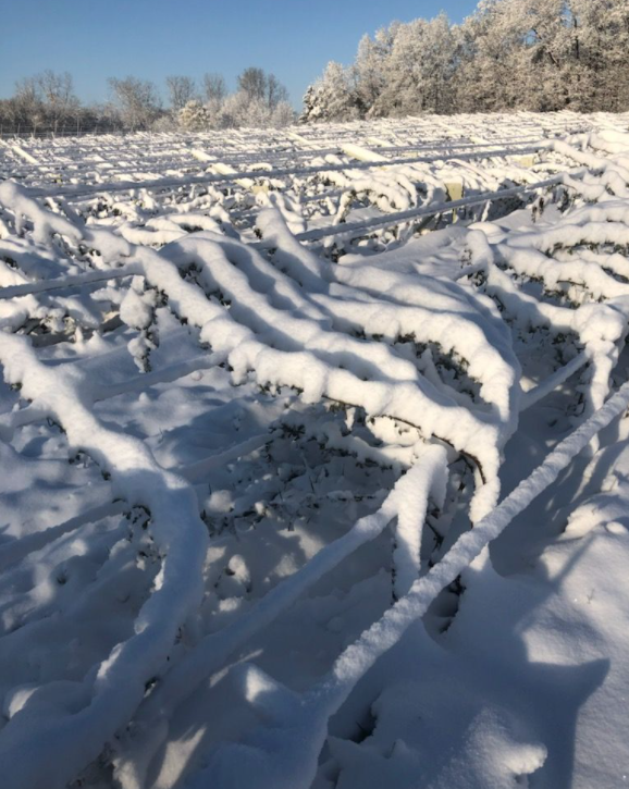 IBEX Grows tweet media