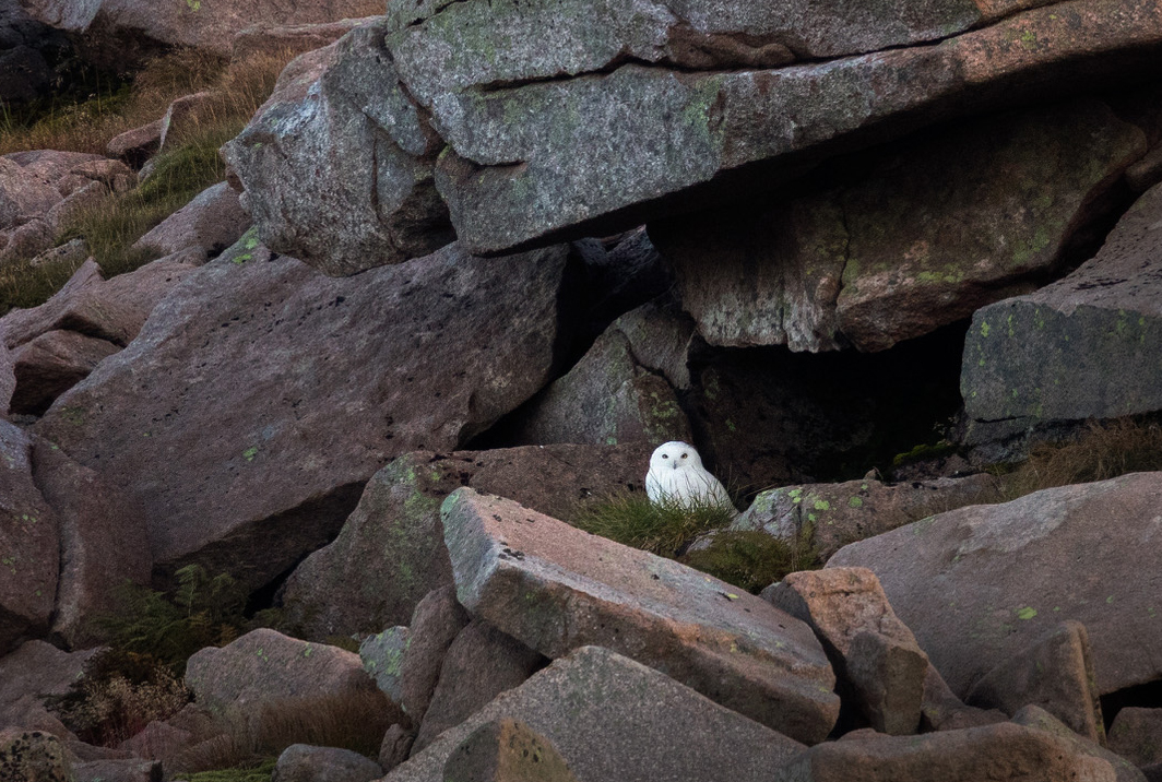 Can anyone help ID this bird? Found on the mainland in the UK, and we made a film about finding it too - give it a watch if you fancy:
youtu.be/DJ6EIGU_rYs
<a href="/ChrisGPackham/">Chris Packham</a> <a href="/IoloWilliams2/">Iolo Williams</a> <a href="/BBCSpringwatch/">BBC Springwatch</a> <a href="/BBCEarth/">BBC Earth</a> <a href="/WildlifeMag/">BBC Wildlife</a>