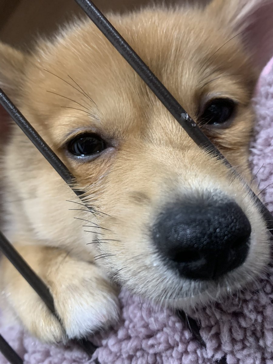 RIOPI_UNI's tweet photo. 天使すぎだろ、、🐹
ポメコギのちょこたん🐶💖 https://t.co/irDB40YOLN