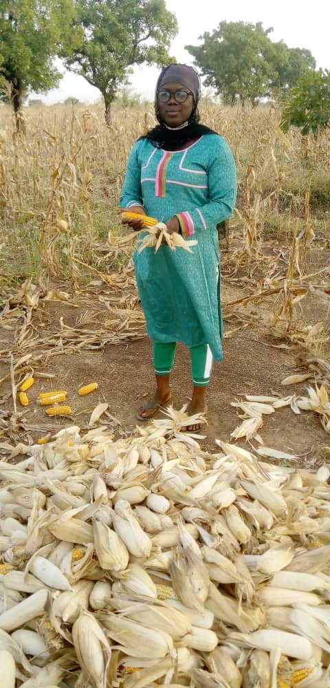 AgrividaSupport's tweet photo. Umuhani Abubakari, a dedicated field officed of @AgrividaSupport in the Karaga District spearheading the harvesting of maize under the @OCP_Africa @ocpgroup agribooster program. Reach out to @AgrividaSupport to establish linkages with maize farmers. #agribusiness https://t.co/UHT0xdutI5