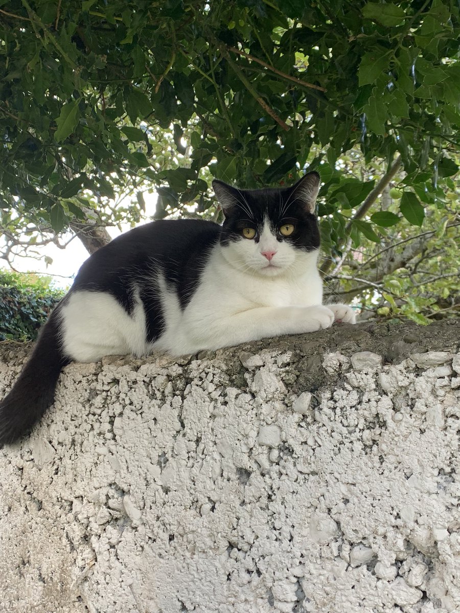 Patter2Vivienne's tweet photo. My cat Ozzy has been missing since this morning from Cremore Road Glasnevin. Please keep an eye out for him in sheds or gardens @HelenORahilly appreciate it if you could retweet https://t.co/6yBXdBfWj6