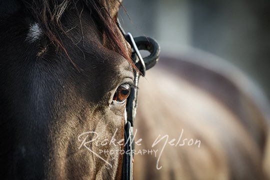 DeckTheStalls's tweet photo. You had the kindest eyes, willful determination, and sweet soul…Rest easy Medina Spirit. 😞 https://t.co/3HDeMVNi7V