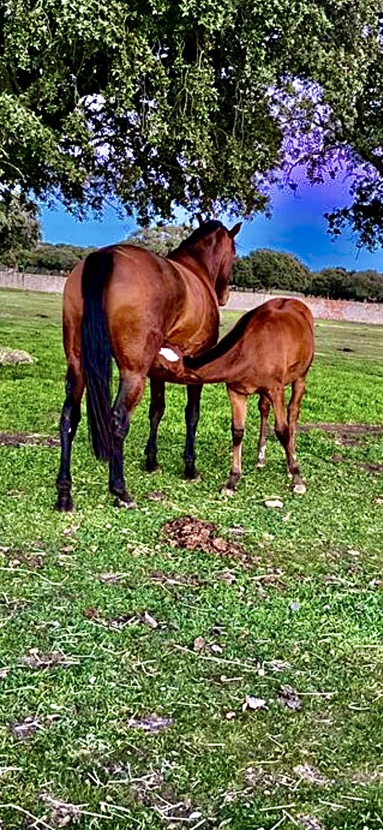 Último momento antes de desahijarla con su madre… Empieza una etapa nueva