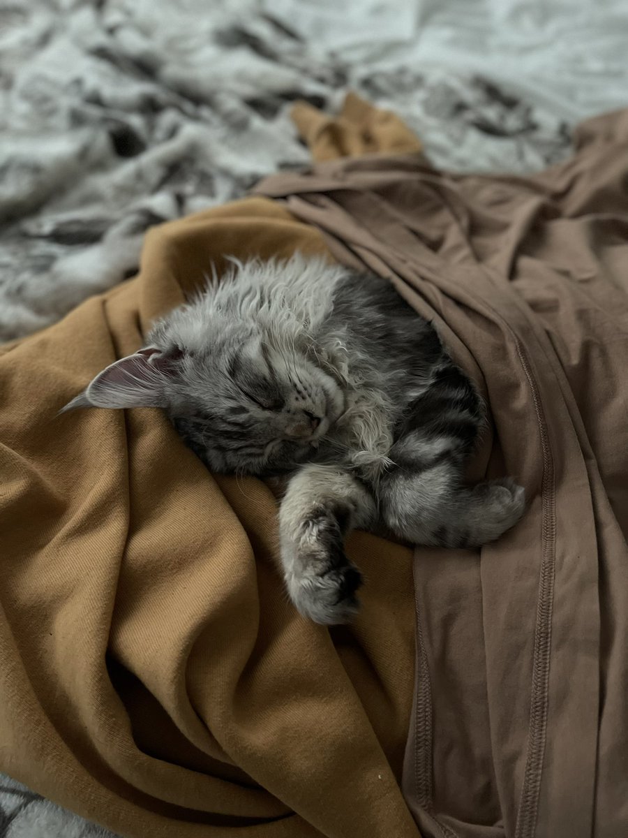 EllieLai_'s tweet photo. @LuluLuvely 😍 my little Maine coon baby https://t.co/VwrXpcvunL