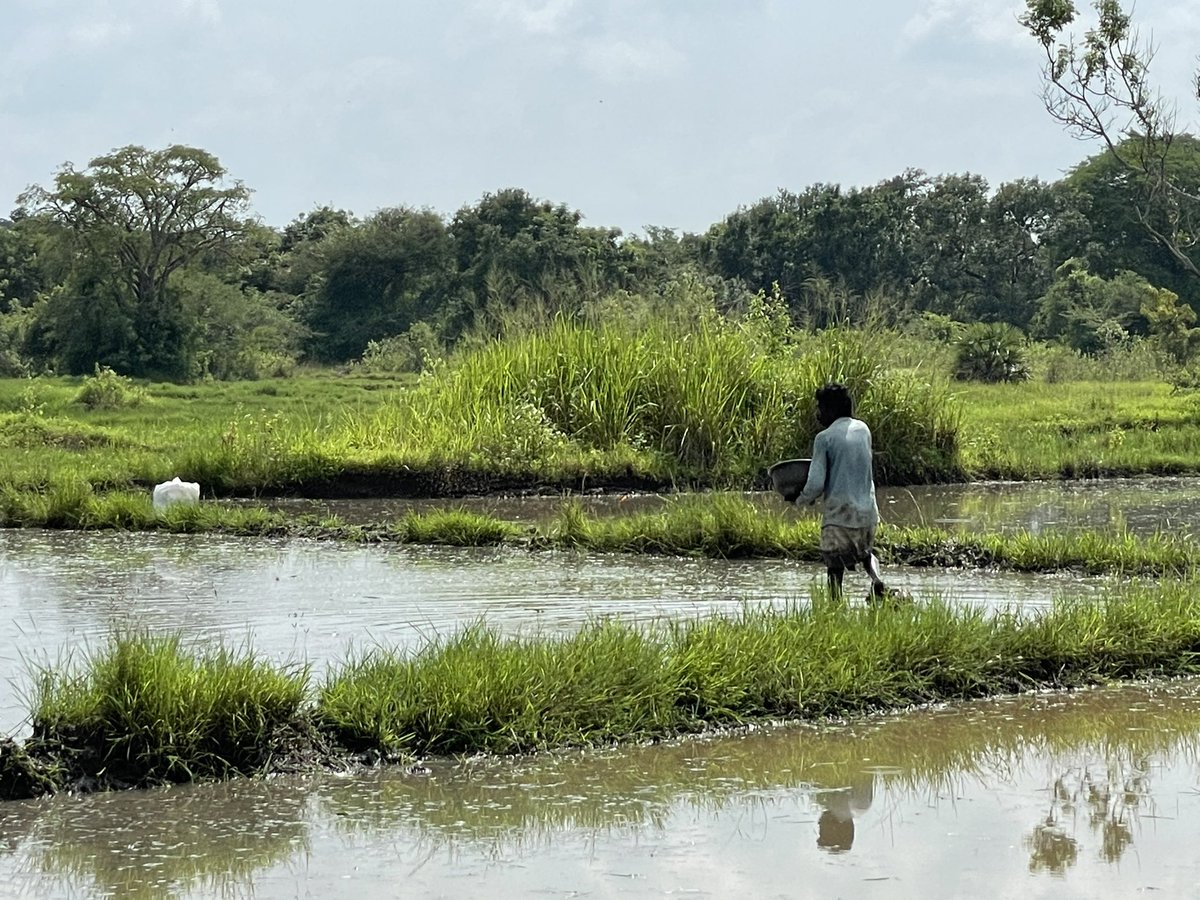 KALIARULAR_EROS's tweet photo. Today At #KANNADDI 💚.. Remembering #ARULAR.. 6-12-2021 #Arulappu’s Family Farm.
ARULAR’s Favourite Place. #Srilanka
#DaughterOfEROS #DaughterOfARULAR #KaliArulpragasam #ARULAR #RememberingARULAR #ROOTS #WhereItAllBegan #RememeringARULAR #FamilyFarm #MyRoots #ARULARLegacy https://t.co/W67EmAUGz4