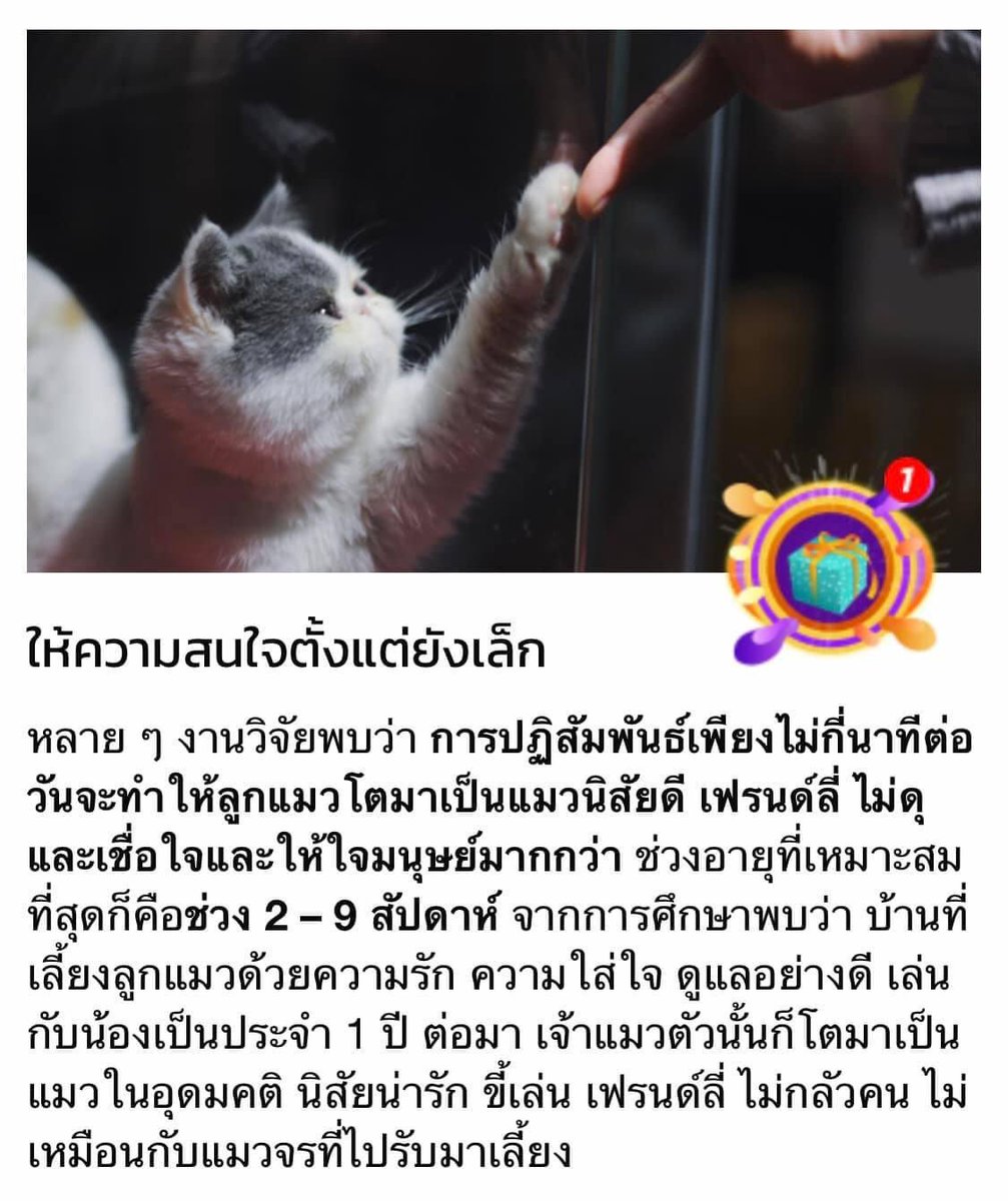 โบนัสเป็นแม่แมว tweet media
