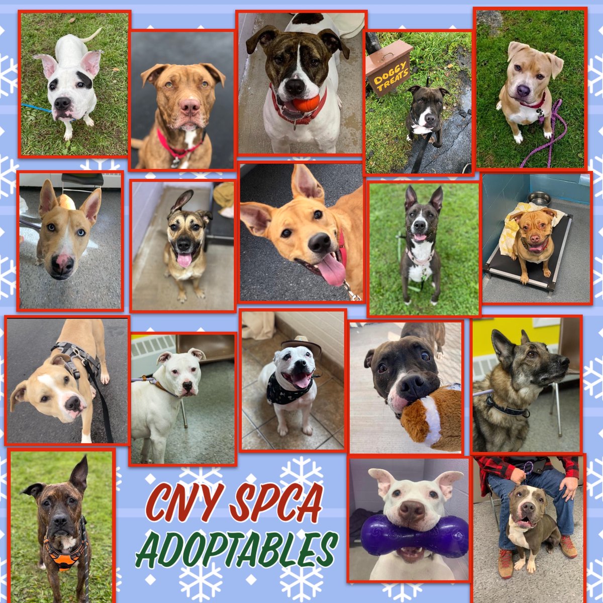 CNY_SPCA's tweet photo. It’s Monday, and our #AdoptablePups would like to wish you a great week & send you awesome#MondayVibes! Email frontdesk1@cnyspca.org w/any inquiries https://t.co/O7VSbaZIlc