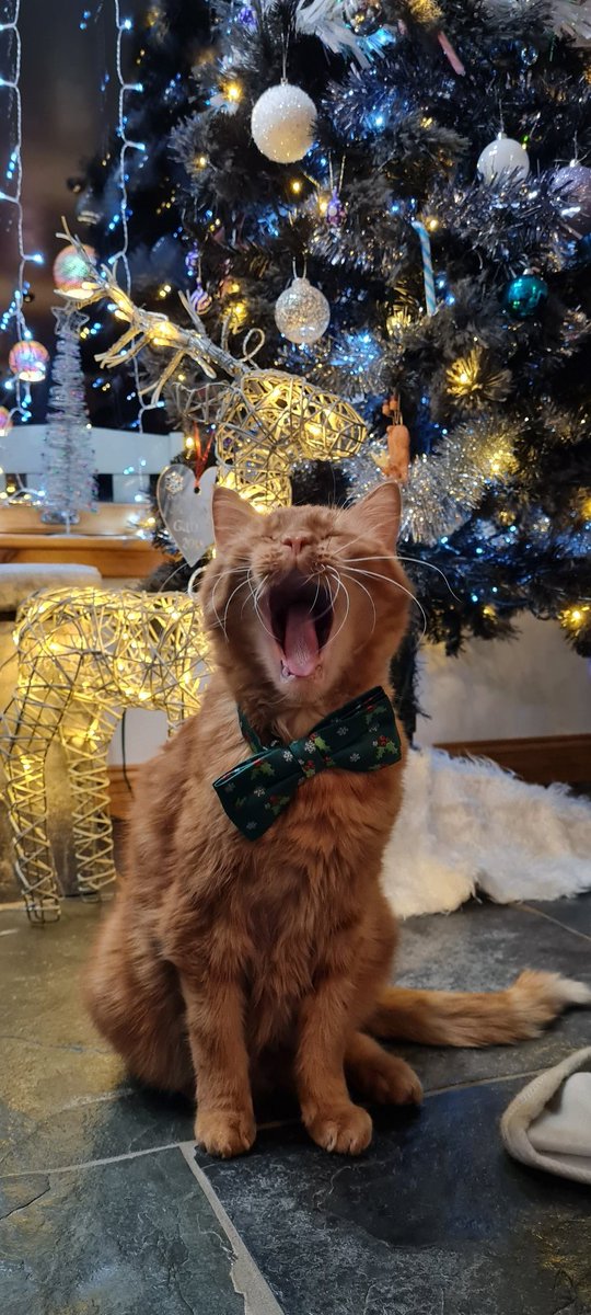His Majesty sir Talis 🐱👑 singing under the Christmas tree 🎄🎶

#Christmas2021 #Christmas #holidays #Advent #CatsOnTwitter #CatsOfTwitter #Cat