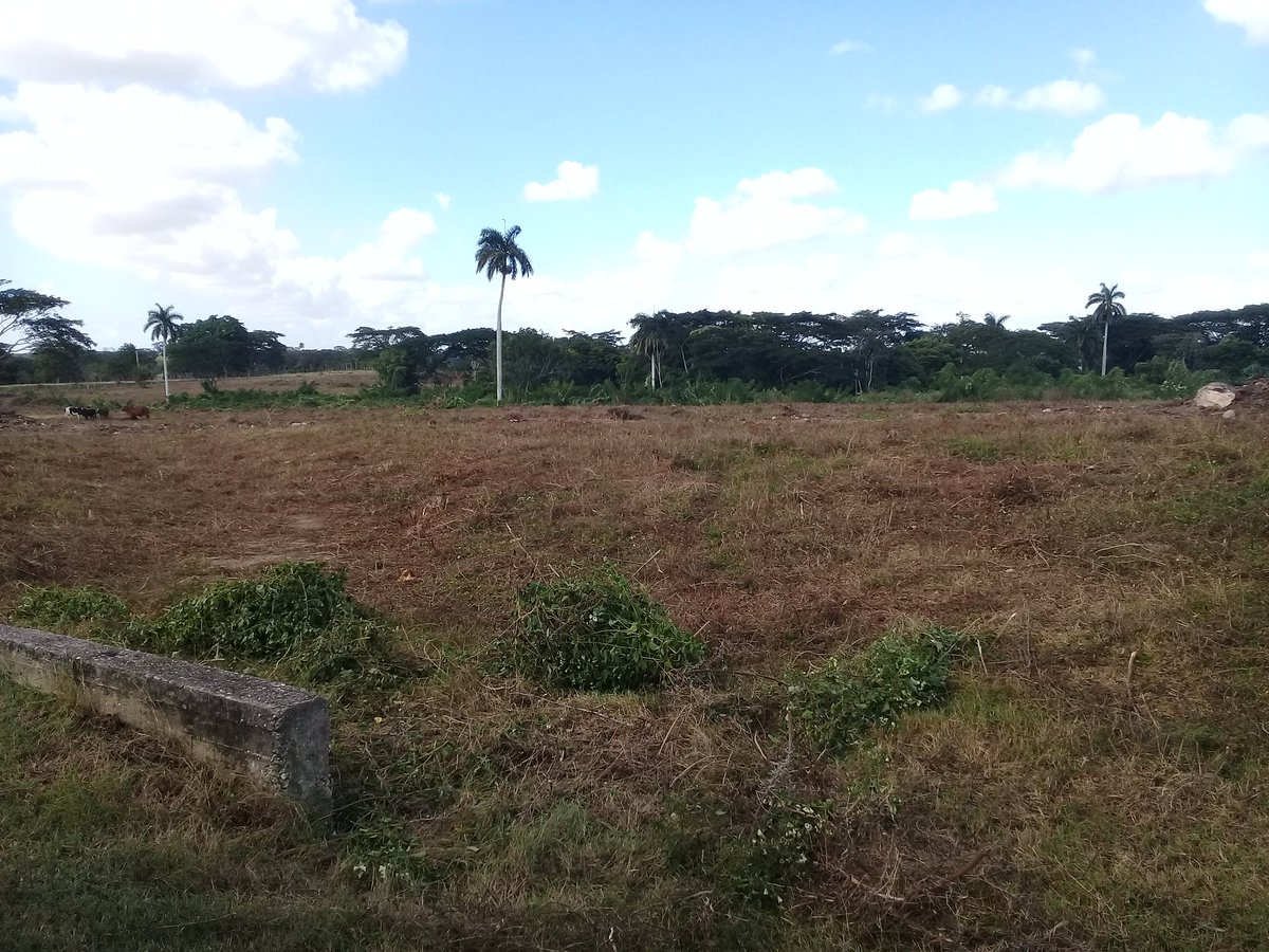 AdrianaBHdez's tweet photo. La vinculación de usufructuarios a  la empresa es otra opción para incorporar fuerza joven al campo. Hijos de ganaderos dan cotinuidad en #camaguey. #CubaViveyRenace @MINAGCuba @YdaelB @SarduyYoan https://t.co/gcwyqbJLLW