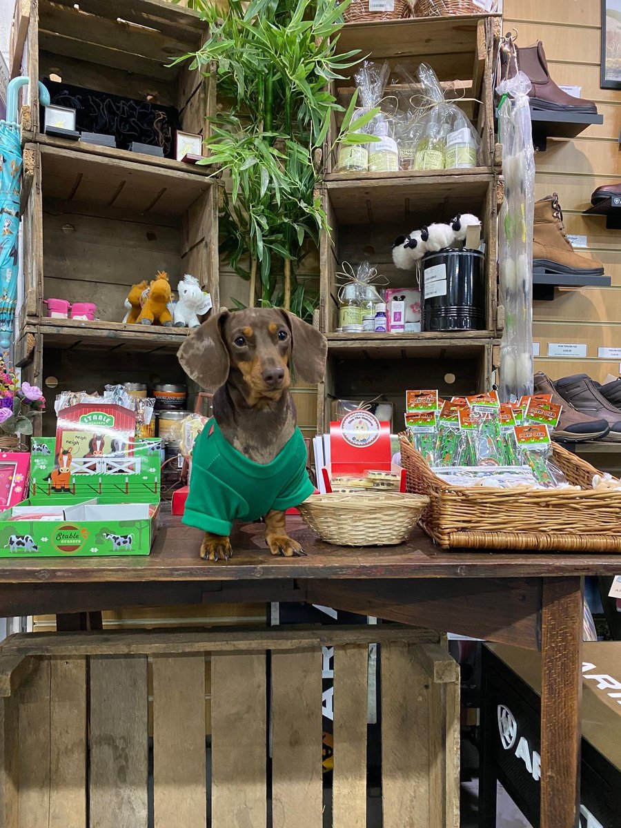 Head to Lillicos for stocking fillers and Christmas presents for your loved ones, with gifts for children and adults alike ⬇ (Sausage dogs not part of gift range 😂) #Lillicos #ShopLocal #Christmas2021 #giftideas