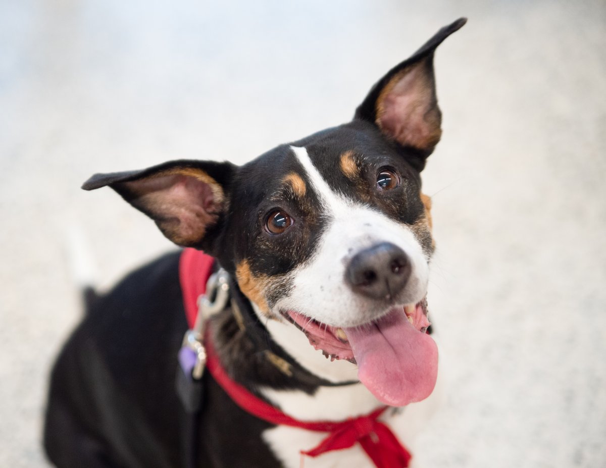 TempleLibraries's tweet photo. Something that helps us relax is hanging out with pets. Come unwind with dogs and @BeWellTU on Wednesday, December 8, in the first floor event space of #CharlesLibrary from 1pm to 3pm.
 
https://t.co/18bRC3onuS https://t.co/henKw0tT6U