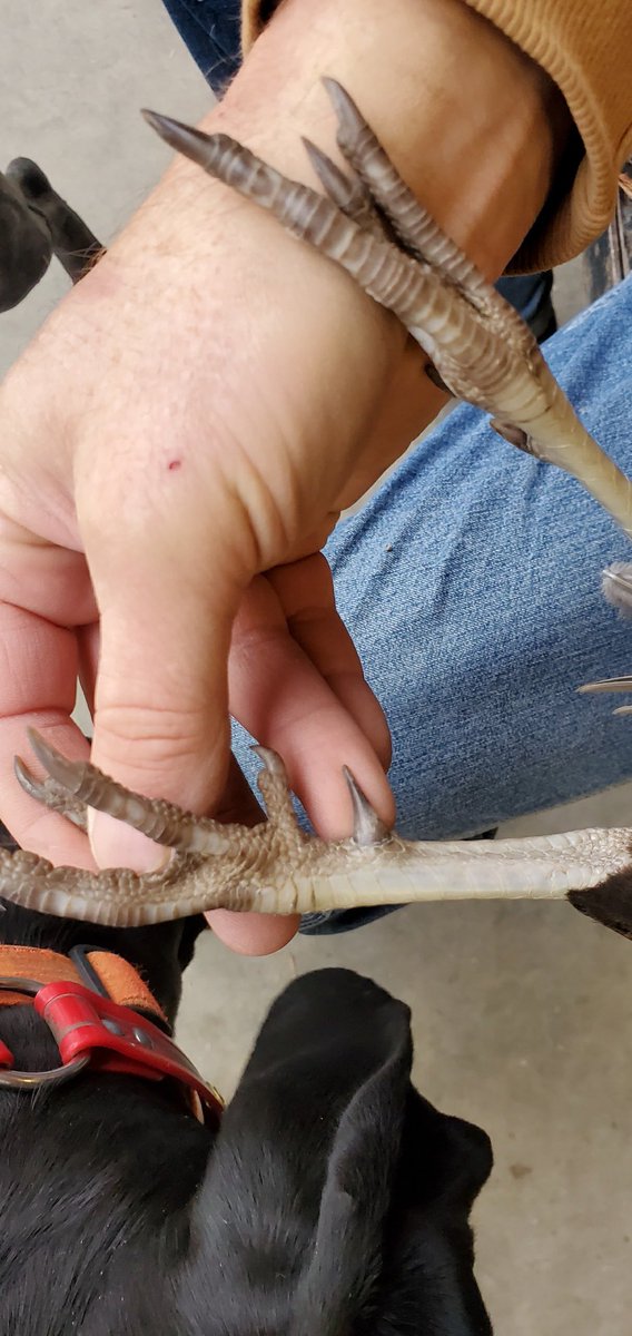 robertsonsports's tweet photo. #longtails #roosterroadtrip #iowa @pheasants4ever @BobStPierre @ijustcallumine @TeagueRobertson @tait1414 @trae_robertson https://t.co/ghMrVibRbv