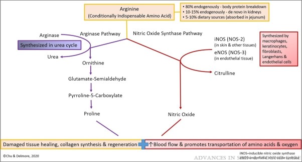 aswcjournal's tweet photo. Arginine: What You Need to Know for #PressureInjury Healing. #Nutrition 

https://t.co/xswCK4zMVG https://t.co/fUPIyQVvsH