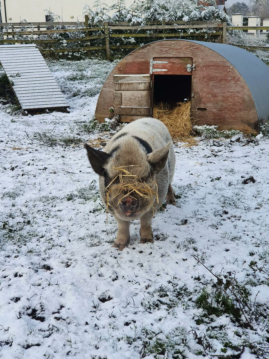 Sometimes we just can't help but dispose of old fruit and veg in the food shop. We try our best to give it away before it's gone too far but sometimes we have an excess.... Nothing goes to waste though! Working with a local farm we donate any leftovers to Alan the pig and co!