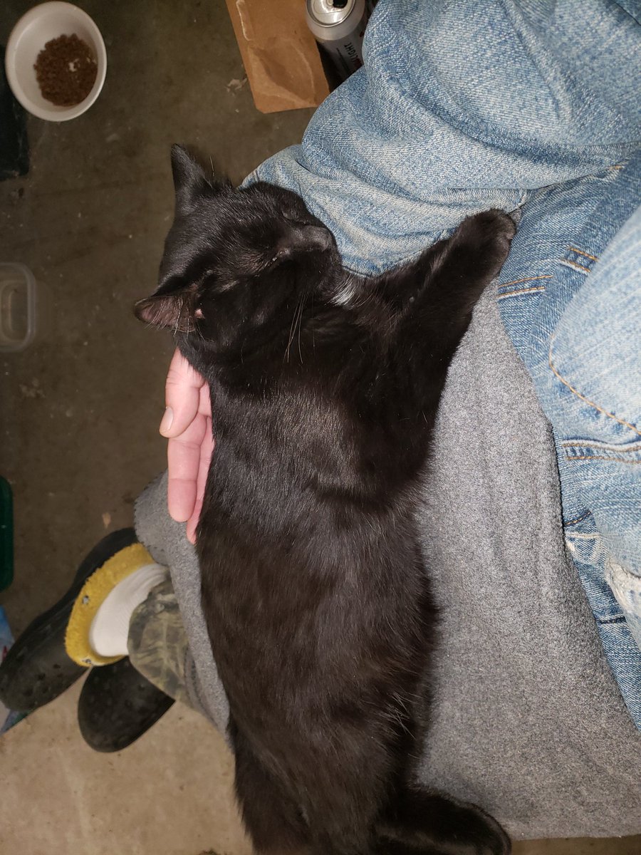 FeralCheeto's tweet photo. I've got him pinned down https://t.co/9Q2QDdE4qu