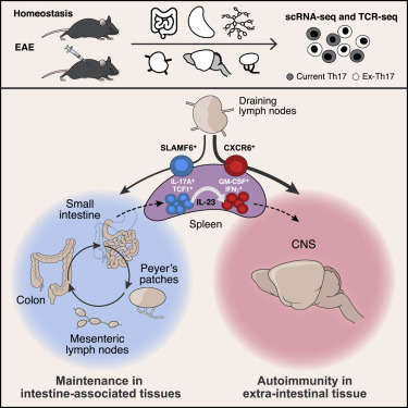 Now online! Stem-like intestinal Th17 cells form a reservoir from which pathogenic Th17 cells can differentiate and contribute to neuroinflammatory pathology
#immunology #sciencetwitter
bit.ly/3oBAB2p