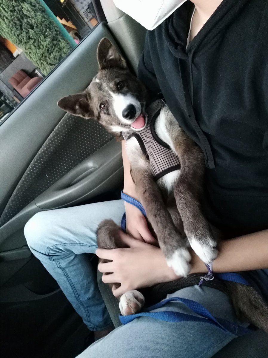 Bere_Gaarcia's tweet photo. 🐶🐶🐶🐶 https://t.co/t7XFFe0hMq