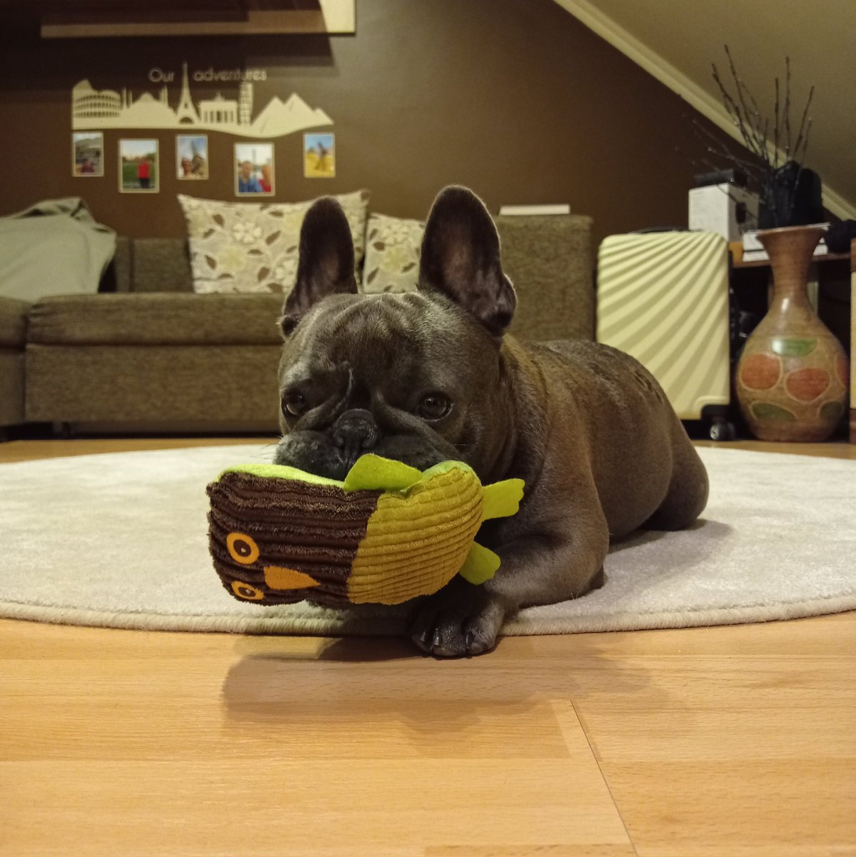 BuckoFrenchie's tweet photo. 🦉 Brown-Green #Owl - my new best friend. He arrived with #Santa 🧑‍🎄 
#BuckóFrenchie #FrenchBulldog #frenchie #doglife #december https://t.co/jnsjMRE5td