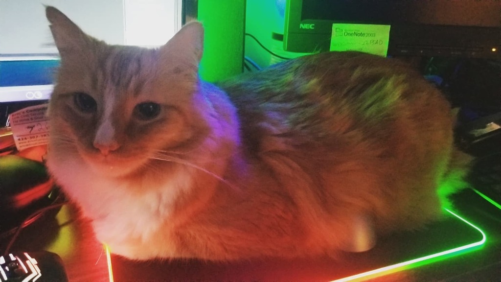 ThomasWaffles's tweet photo. This mouse pad is for me.

#fluffcat #wafflecat #lazycat #orangecat #catsofinstagram #catbreadloaf #catonmousepad https://t.co/SVlIZYmqAX https://t.co/roA1JJdhlt