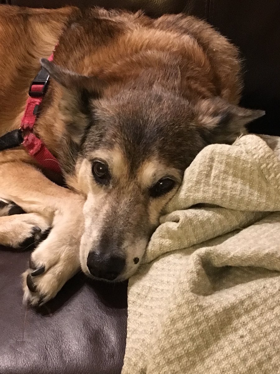 Today we lost Banzai, who was a very good boy for 14 years. Wherever he is now, I hope he finally catches the schoolbus 💔