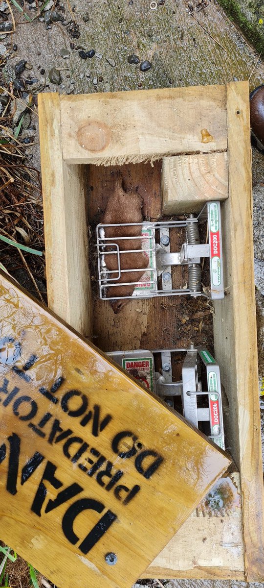 blackpetrelbiz's tweet image. More successful predator trapping at the Waiau Toa/ Clarence Rivermouth... #predatortrapping #conservation