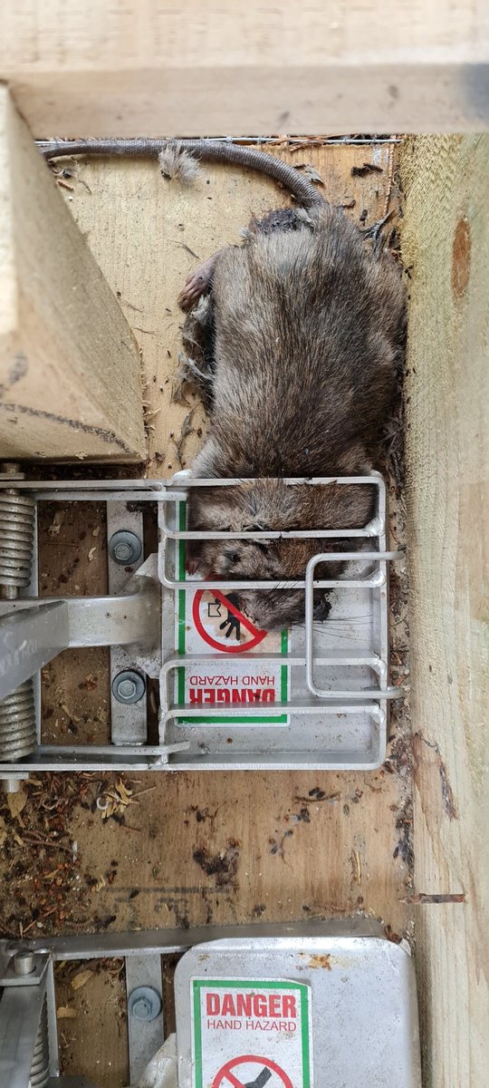 blackpetrelbiz's tweet image. More successful predator trapping at the Waiau Toa/ Clarence Rivermouth... #predatortrapping #conservation