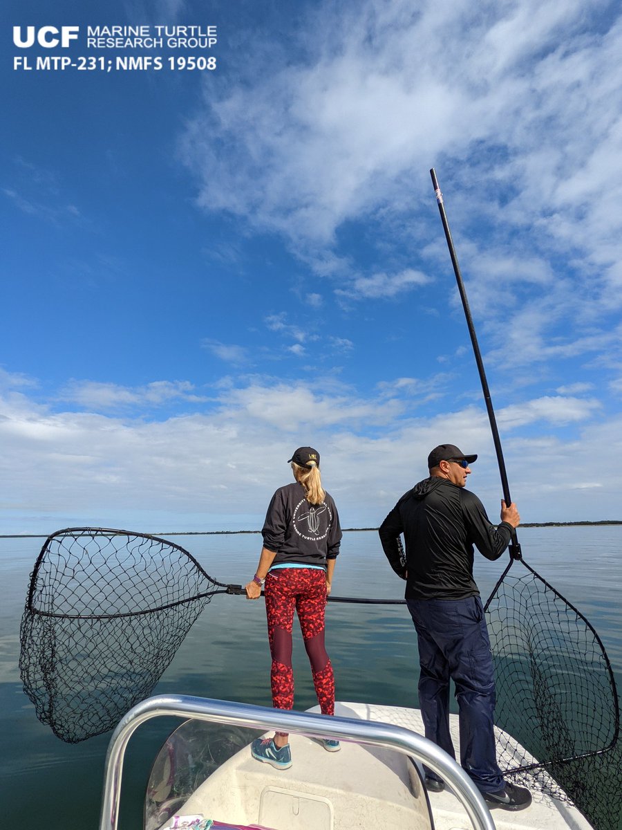erin_seney's tweet image. Beautiful day on the #IndianRiverLagoon today, but we never got the #UCFTurtleLab tangle net set due to persistent code Ms (🐬). We weren&apos;t totally skunked thanks to @Frankodtanko. He dip-netted this little #GreenTurtle, which was measured, sampled, tagged, &amp;amp; released. 📸:E Seney