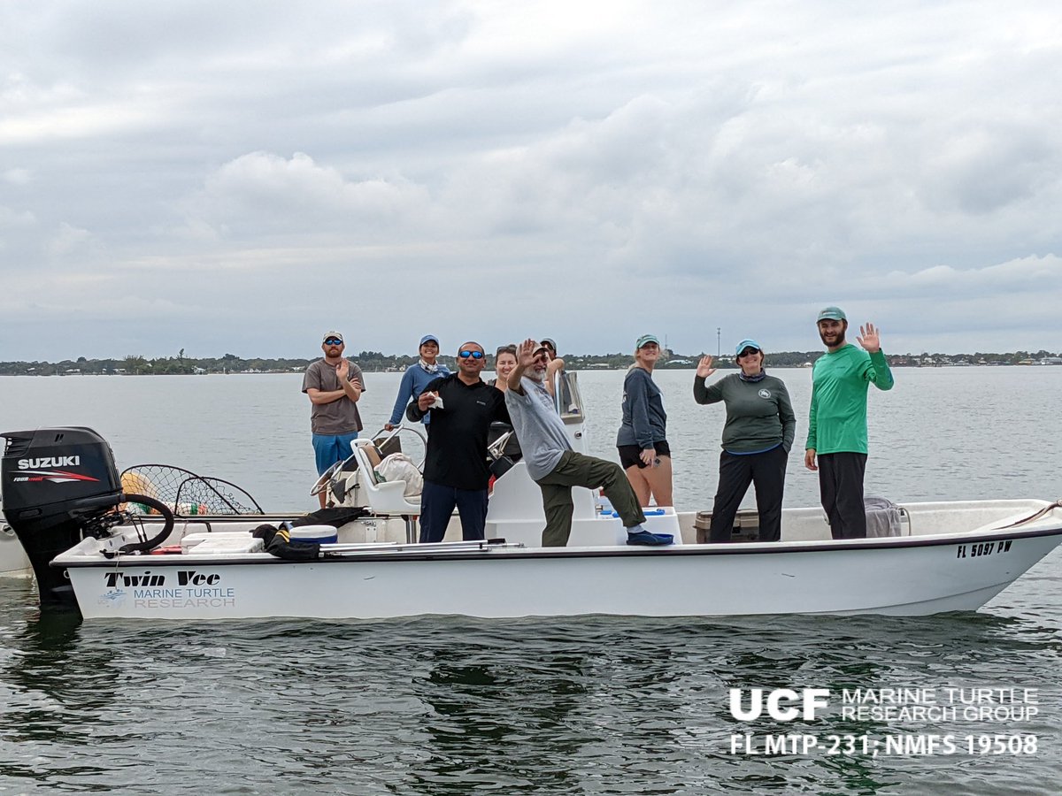 erin_seney's tweet image. Beautiful day on the #IndianRiverLagoon today, but we never got the #UCFTurtleLab tangle net set due to persistent code Ms (🐬). We weren&apos;t totally skunked thanks to @Frankodtanko. He dip-netted this little #GreenTurtle, which was measured, sampled, tagged, &amp;amp; released. 📸:E Seney