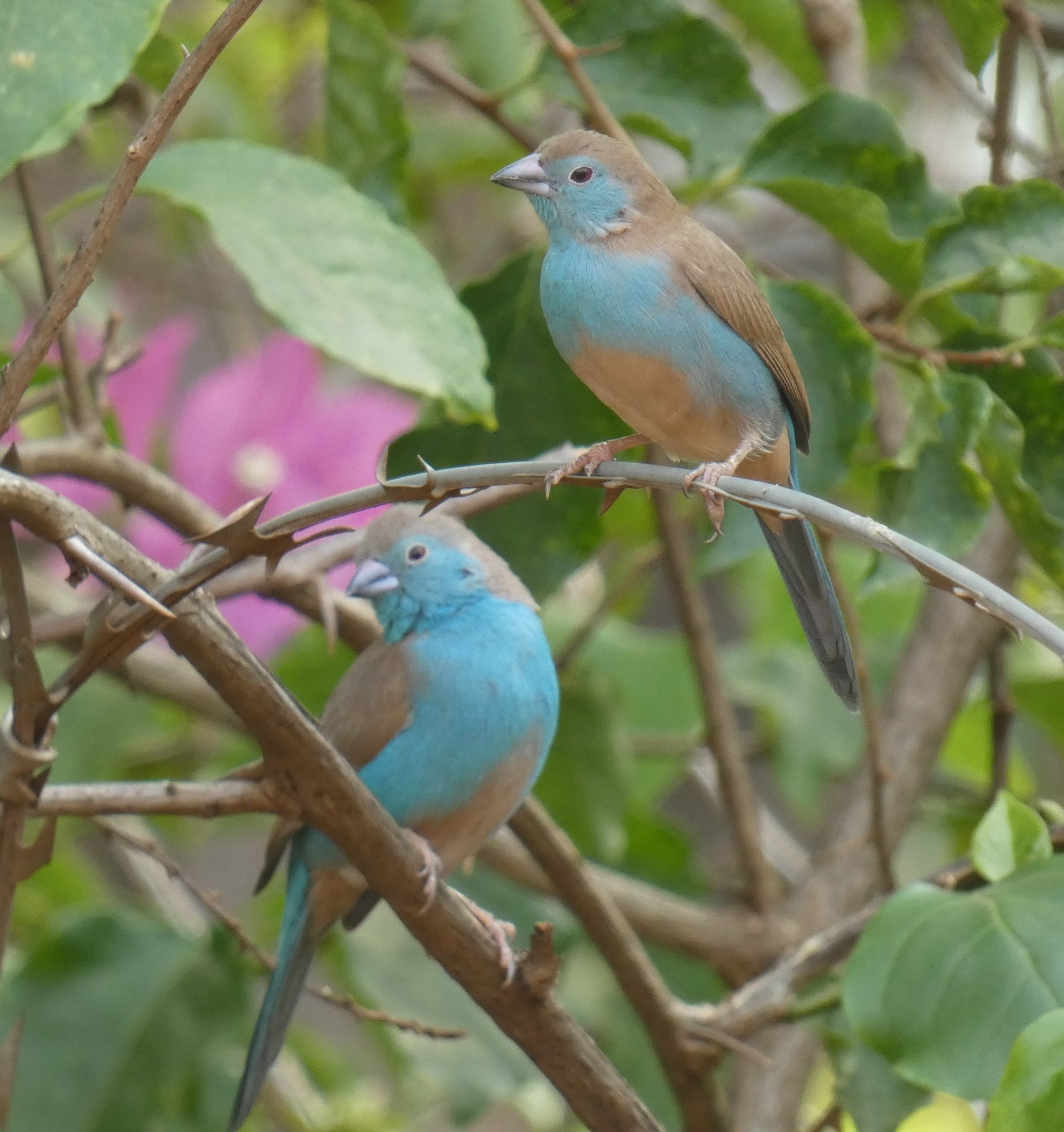 Kumiko Komatsubara Bluewaxbill フナシセイキチョウ Waxbill Finch Southerncordonbleu セイキチョウ カエデチョウ Birding Inmyyard Birdingafrica Birdwatching Birdpair Birdlover Birds Lilongwe Malawi Africa バードウォッチング Kumiko Komatsubara Bluewaxbill フナシセイキチョウ Waxbill Finch Southerncordonbleu セイキチョウ カエデチョウ Birding Inmyyard Birdingafrica Birdwatching Birdpair Birdlover Birds Lilongwe Malawi Africa バードウォッチング