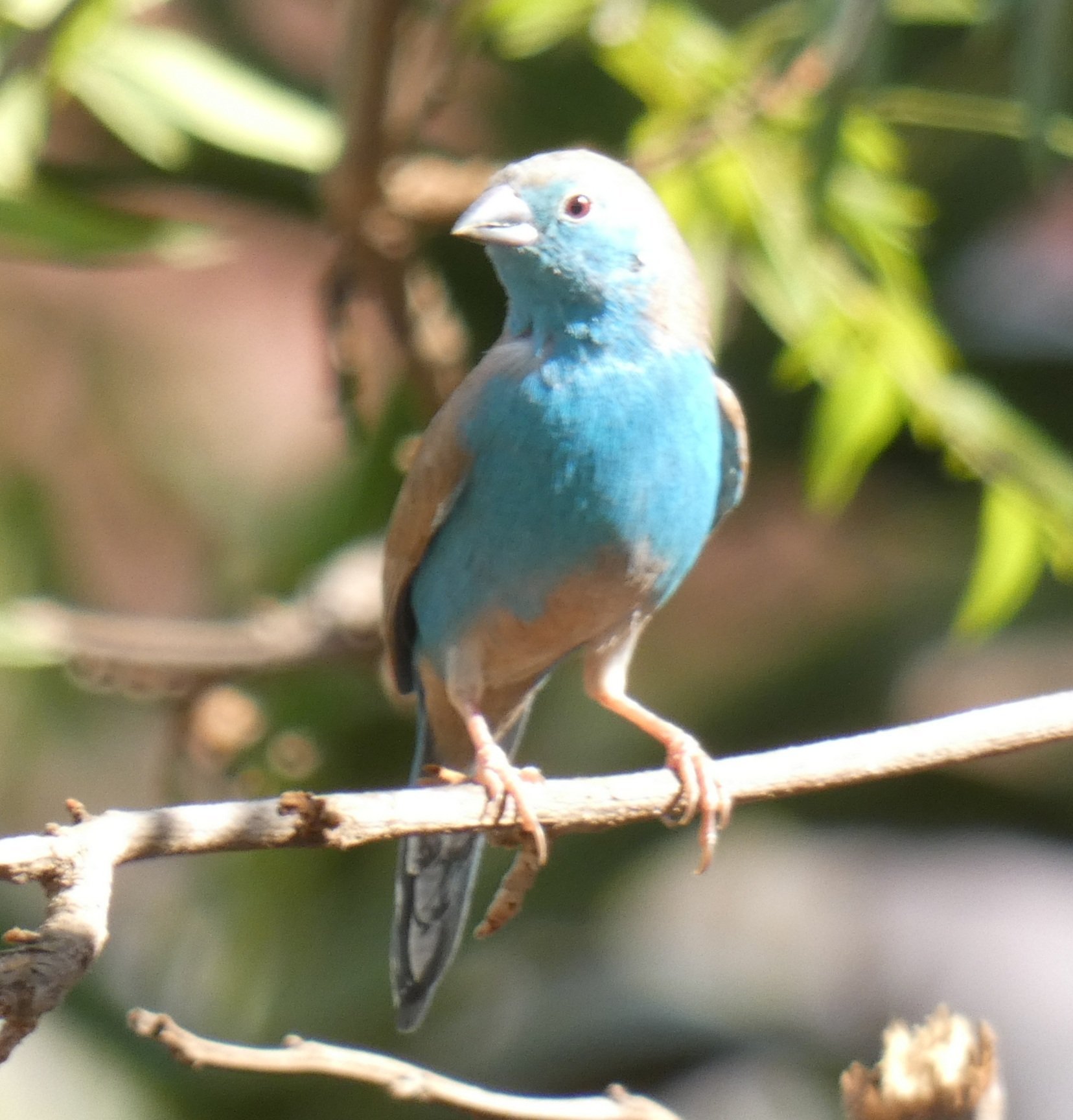 Kumiko Komatsubara Bluewaxbill フナシセイキチョウ Waxbill Finch Southerncordonbleu セイキチョウ カエデチョウ Birding Inmyyard Birdingafrica Birdwatching Birdpair Birdlover Birds Lilongwe Malawi Africa バードウォッチング