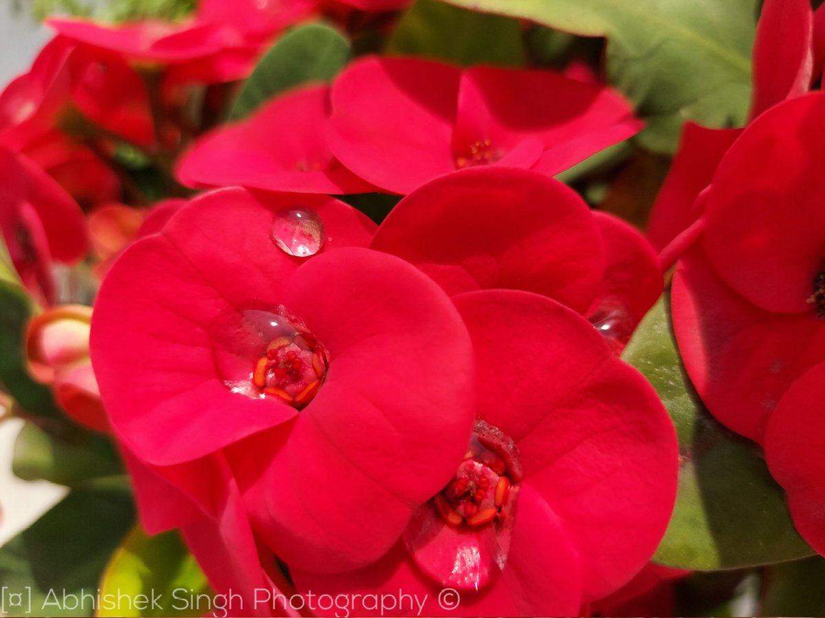 i_abhisheks's tweet photo. The Crown Of Thorns and the Raindrops from Jawad this morning.
@PhotographyWx @PicBallot @Piclogy @ThePhotoHour @WNpix
#EyeAbhishekPhotography #DukeClicks #ThePhotoHour #photography #colorful #NaturePhotography #Euphorbiamilii #Euphorbia #TheCrownOfThorns #CycloneJawad #Ranchi https://t.co/0tQygNuc0K