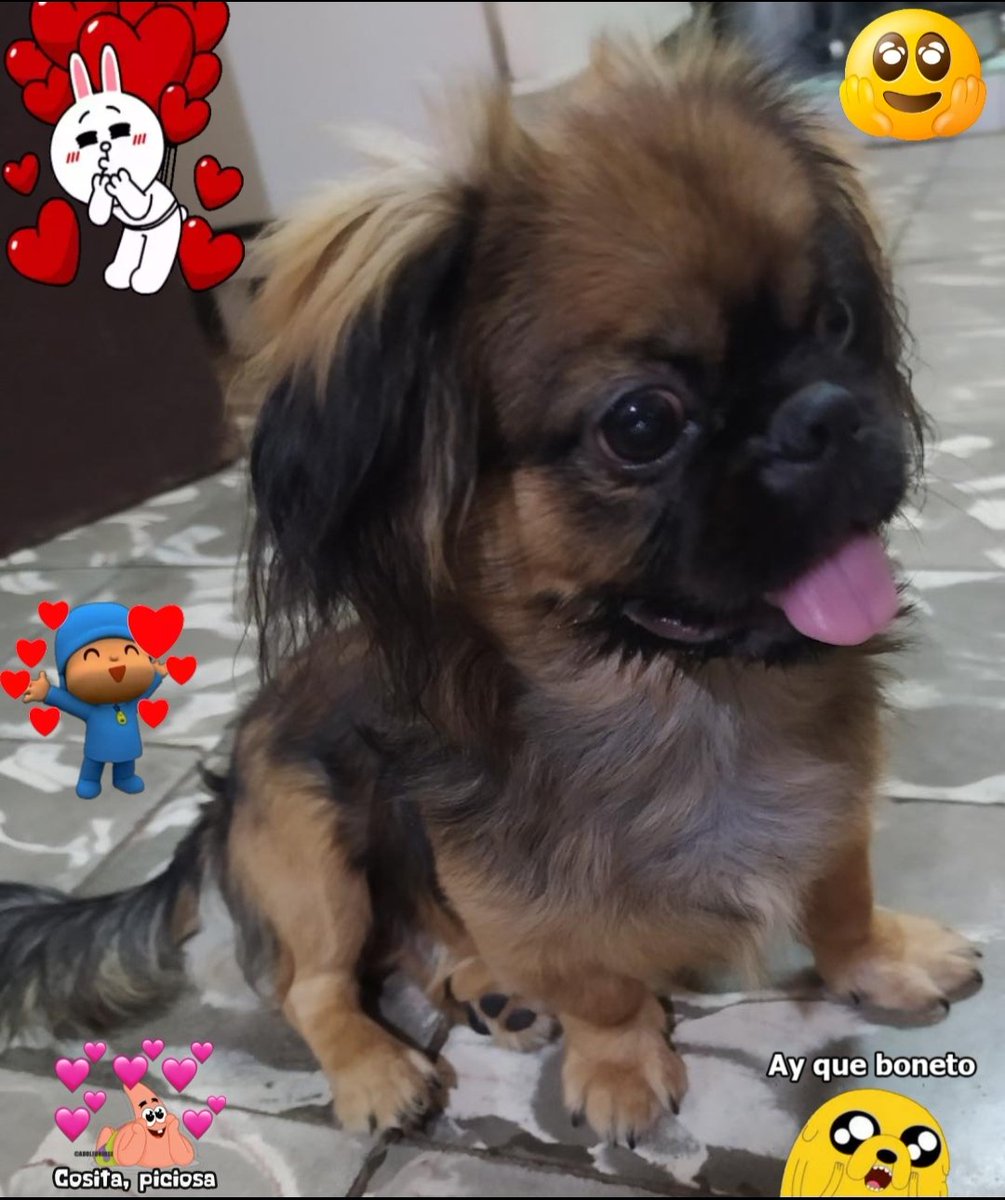 Stgo_cu's tweet photo. Mi perrito hermoso 😍 https://t.co/F4nOQaQZKT