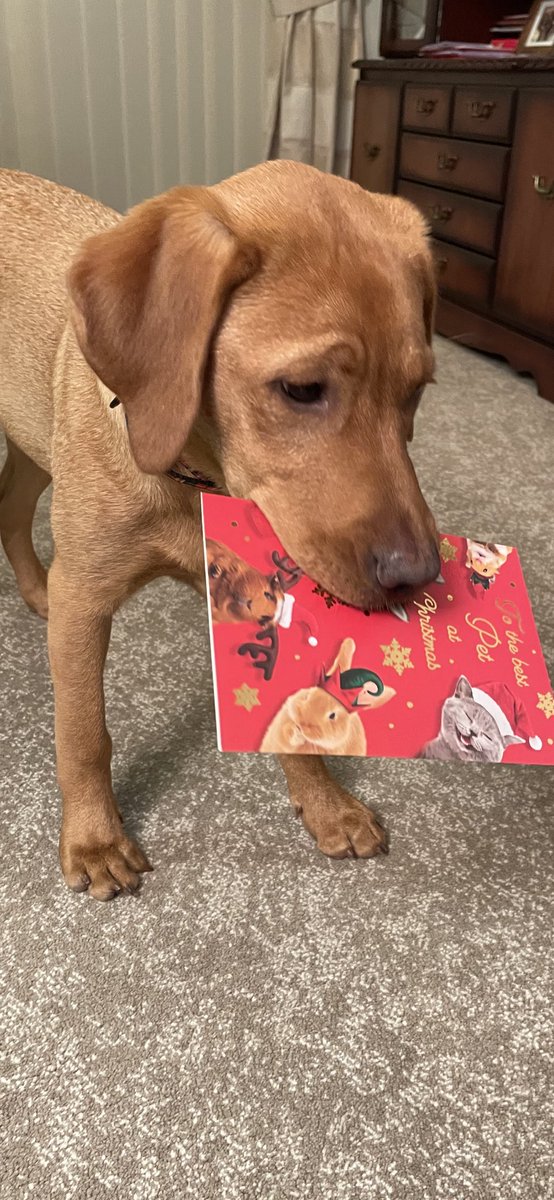 HamsPaw's tweet photo. Bertie is very pleased with his first ever Christmas card…… although, he may have mistaken it for food! #puppy #labrador #schooldog https://t.co/bjxuSfln70
