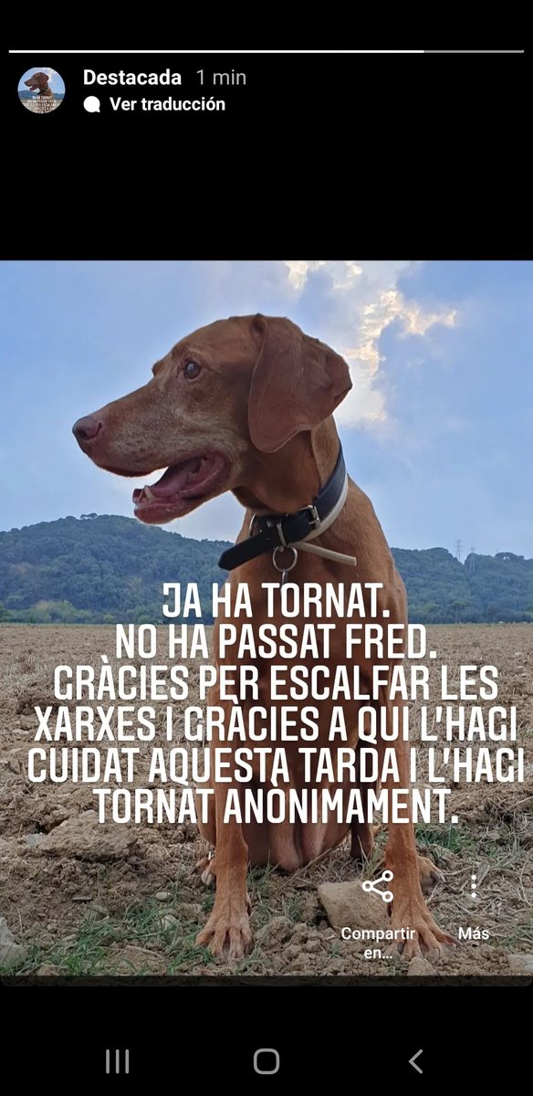 LauraVallCat's tweet photo. Ja ha tornat.
No ha passat fred.
Gràcies per escalfar les xarxes i gràcies a qui l'hagi cuidat aquesta tarda i l'hagi tornat anònimament.
#gossosperdits #santceloni #stceloni https://t.co/8inMEBsEb8