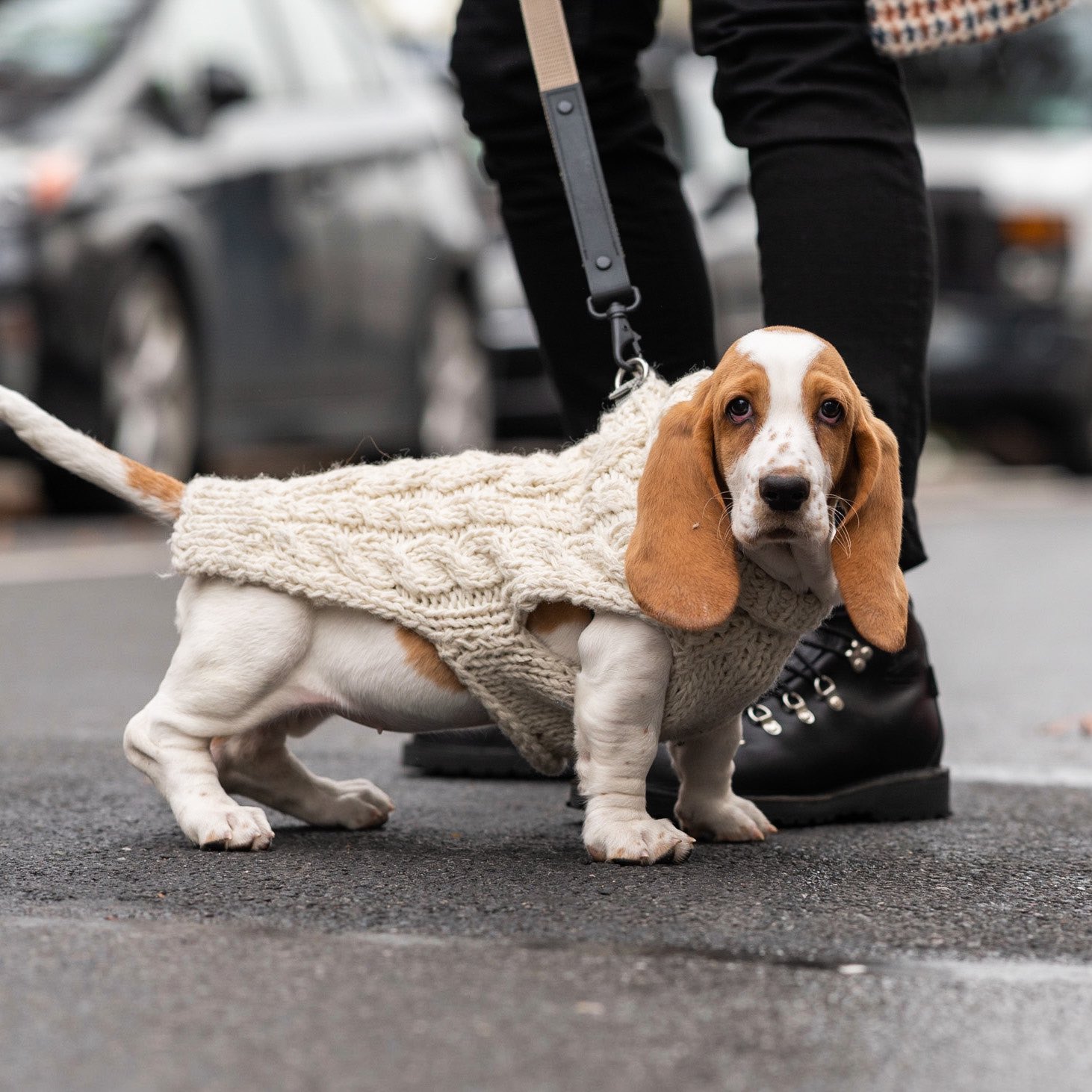 Basset clearance hound sweaters